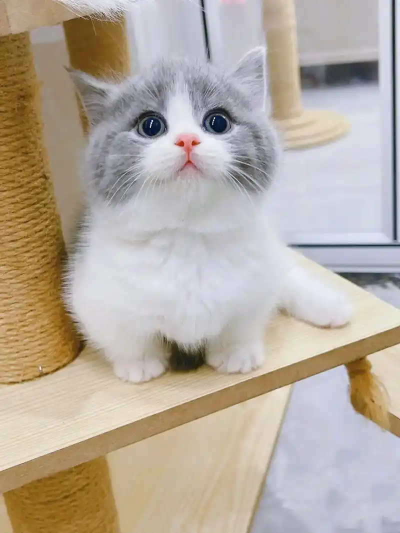 蓝白猫猫找主人咯～猫咪自家养的一窝英短蓝白猫咪,已经2个多月 - 抖