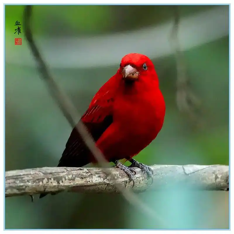 《血雀》血雀:雀科朱雀属鸟类,体重36-49克;体长155- - 抖音