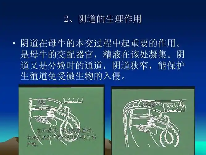 母牛的生殖生理ppt