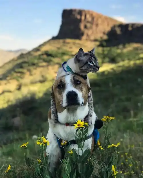 狗狗henry和小猫baloo的旅行故事,非常暖心! - 第2页 | 宠物天空