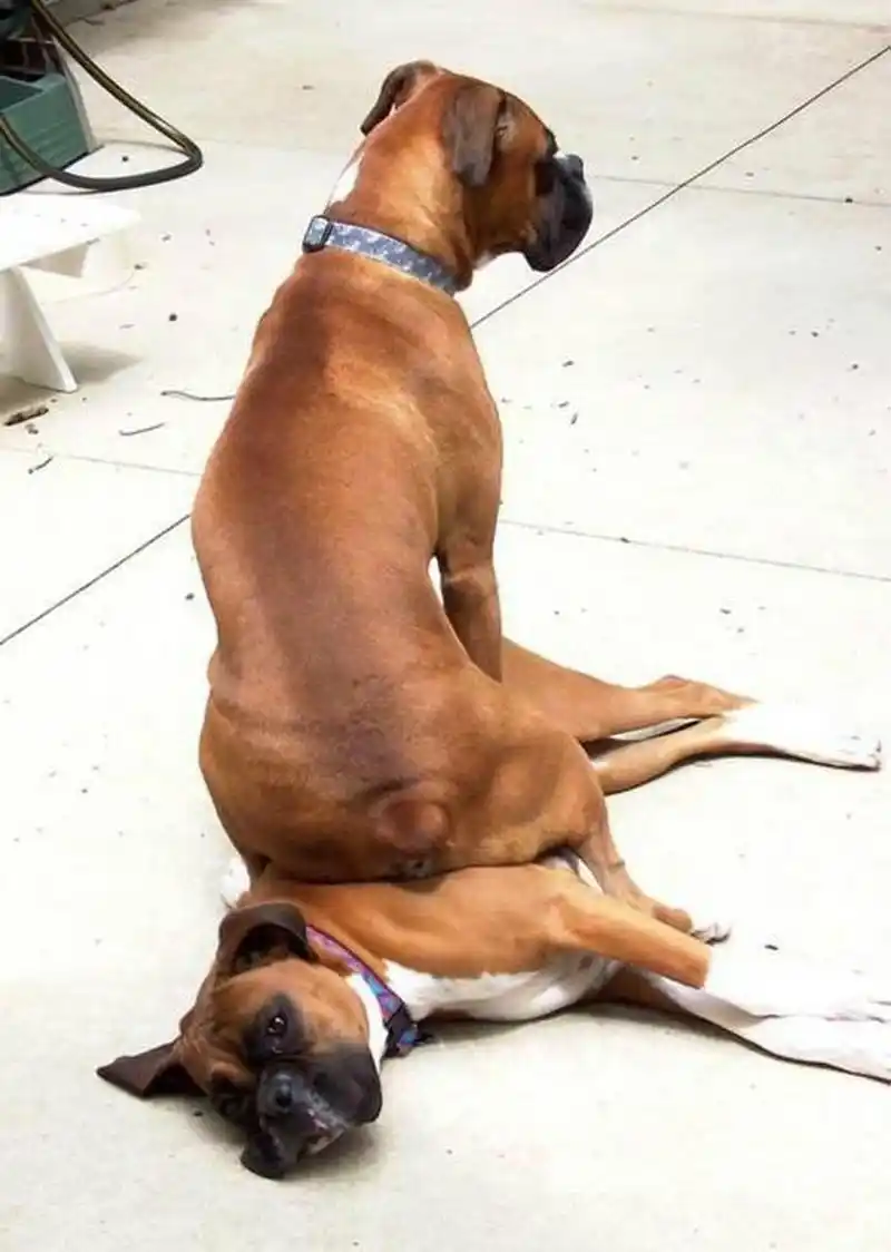 趣图搞笑# #萌宠# #狗狗