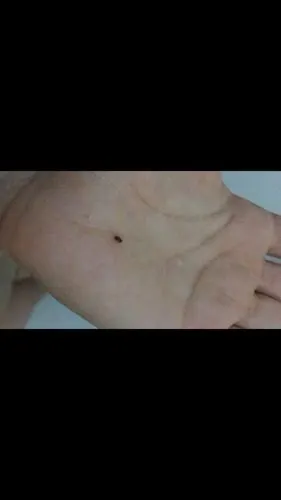 卧室里好多这种小虫子 这是什么 怎么能消灭