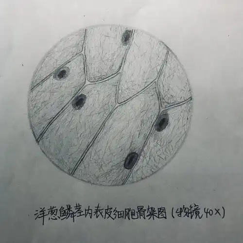 感觉手都软了我尽力了23(27﹏27)11细胞骨架真就不知怎么下笔