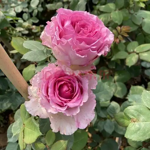 藤本罗衣无刺月季大花浓香型欧月多季节开花窗台盆栽庭院攀援植物 50