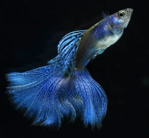 孔雀鱼最佳饲料