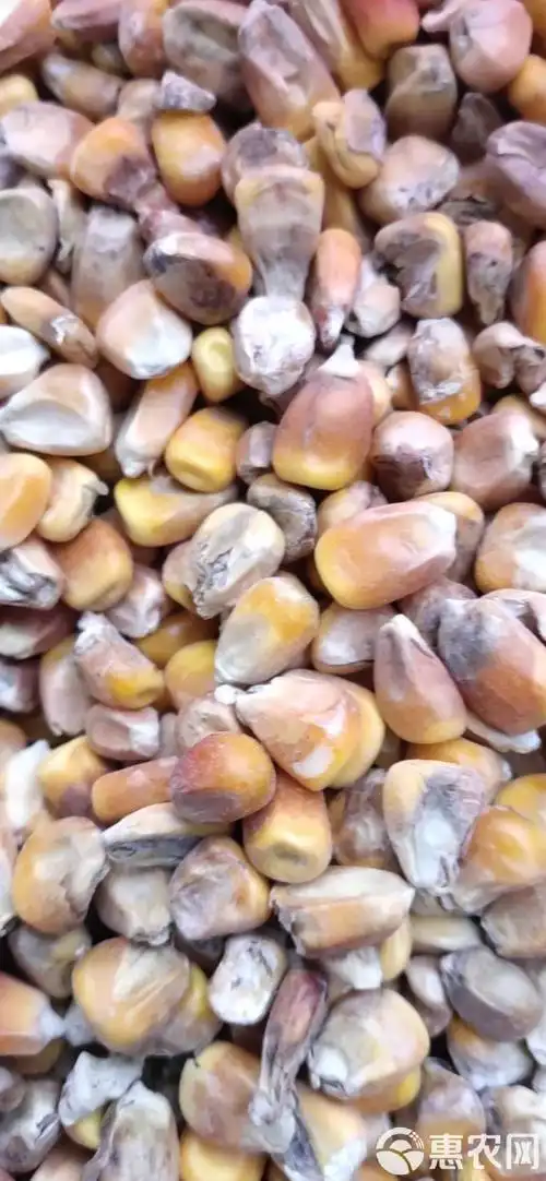 碎玉米,玉米筛漏,霉变玉米