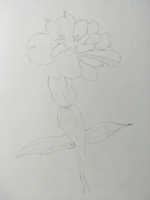 一花一世界之彩铅画百日草