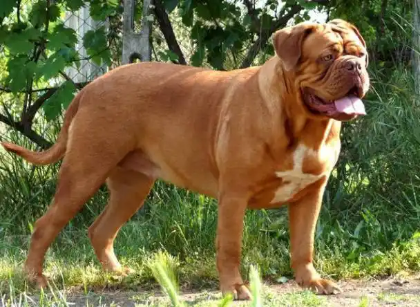 法国獒犬波尔多