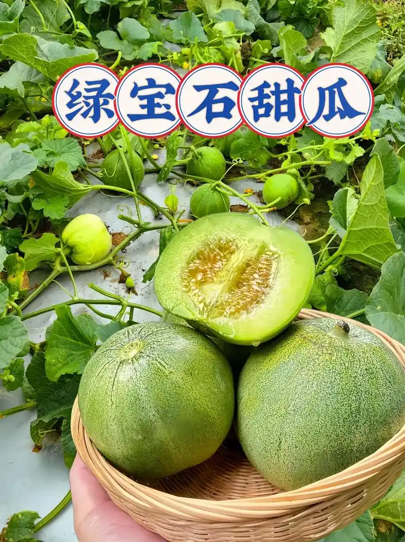 绿宝石甜瓜来了.在家也能种的#绿宝石甜瓜 绿宝石甜瓜,也叫绿 - 抖音