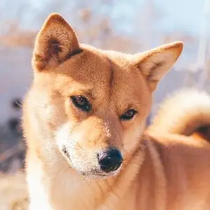 活动作品中华田园犬在草丛中寻找藏起来的蚂蚱