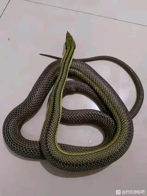 1500克巴伦母【巴伦游蛇吧】_百度贴吧