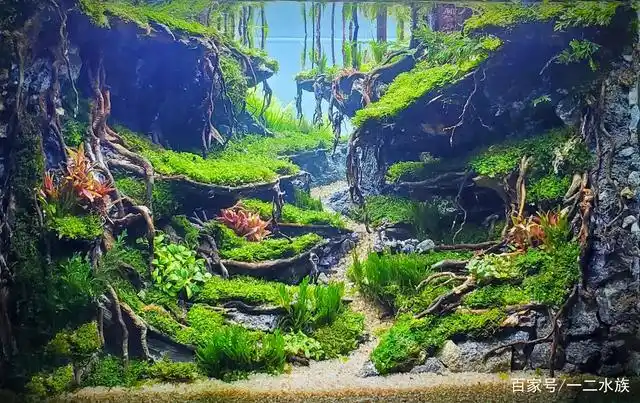 13个鱼缸景观,来自草缸比赛现场,都是60厘米小型鱼缸