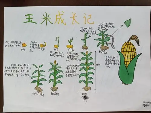 自然笔记之秋——盘庚小学五一班