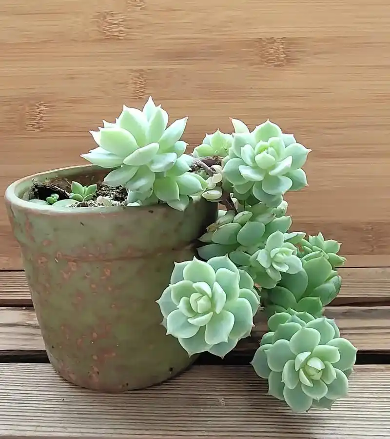 多肉静夜#多肉植物 #多肉植物  - 抖音