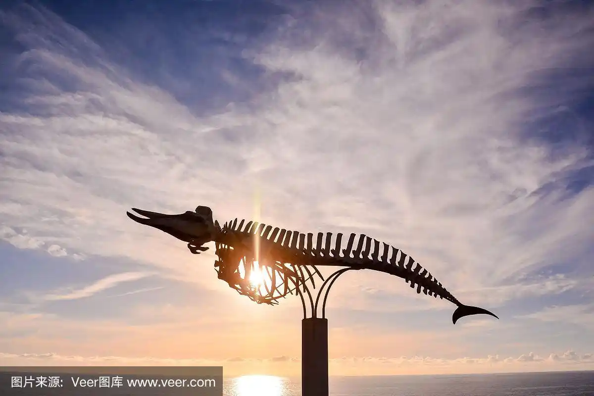 鲸鱼哺乳动物骨骼