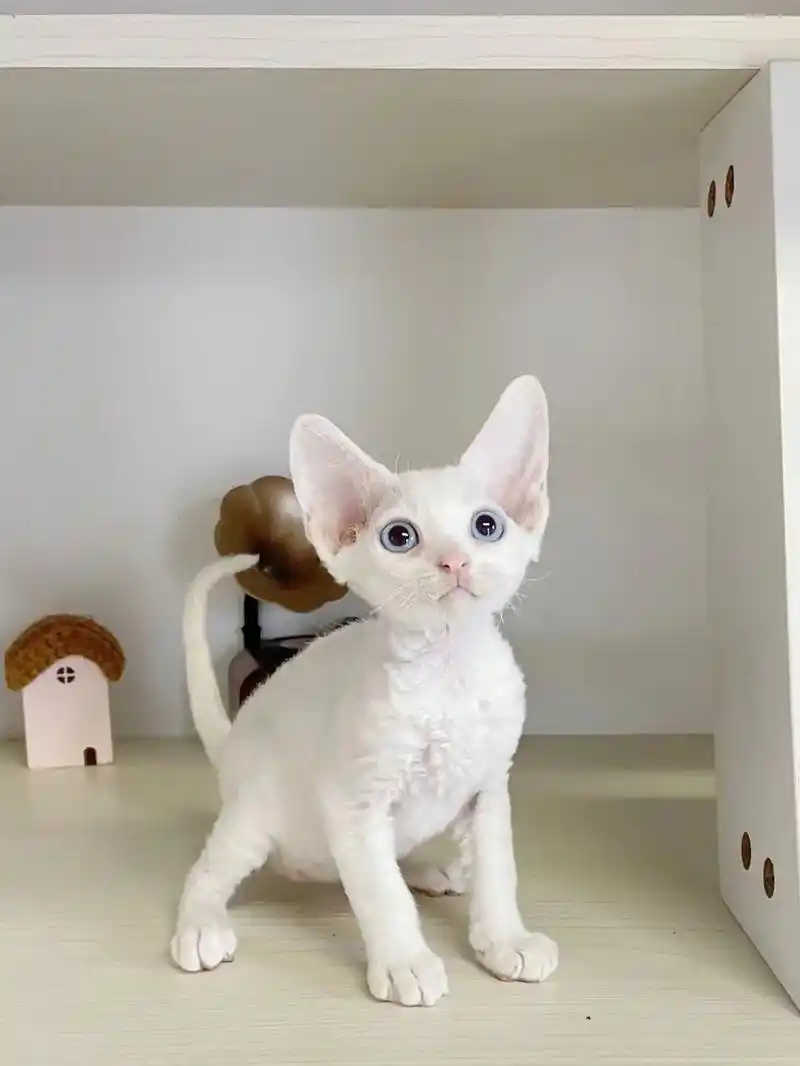 7815 纯白蓝眼弟弟 【德文卷毛猫】95蹲新家:纯白蓝眼德文卷