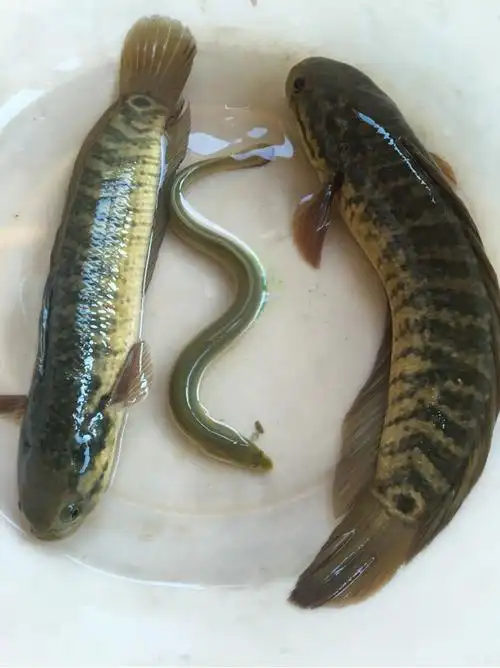 山斑鱼,月鳢,孤呆,七星鱼