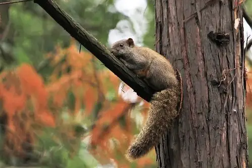 抓拍松鼠爬树