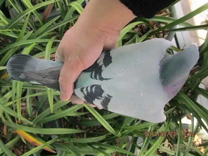 北京名家骆玉梅北京市开创者信鸽俱乐部5000元特比环铁鹰三关鸽王赛