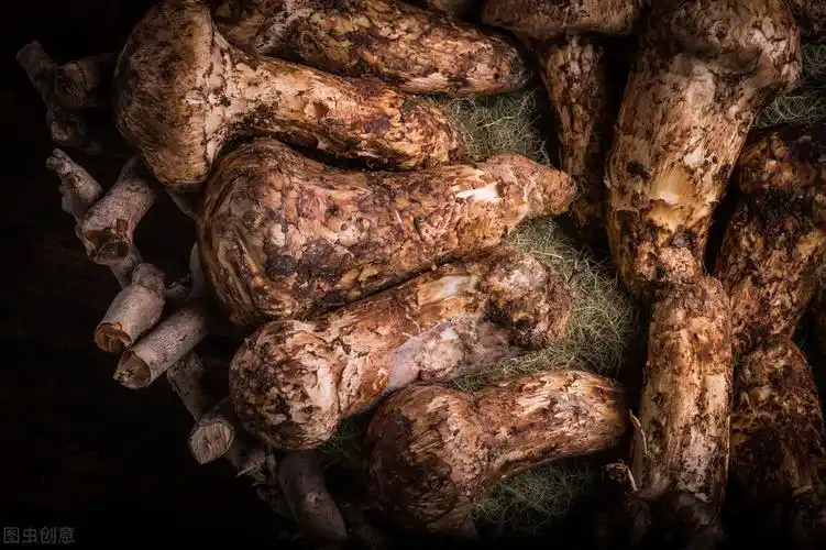 松茸菌图片(日本一颗拍卖出9) - 赤虎壹号