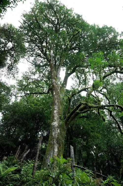 开屏新闻-了不起的云南古茶树|她,就是中国茶文化本身!