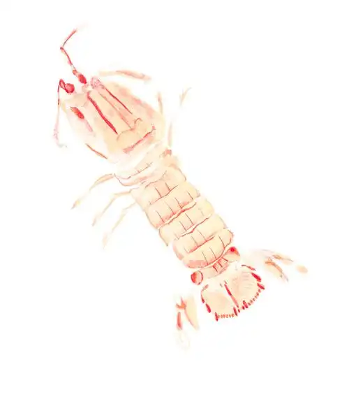 皮皮虾_kevinhoo__插画师作品_涂鸦王国gracg.com