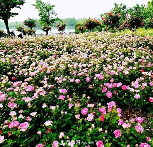 (1)玫瑰地毯月季地被月季-玫瑰地毯月季.