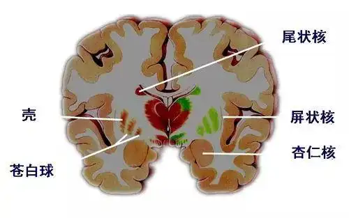 你为什么会产生恐惧感?_杏仁体