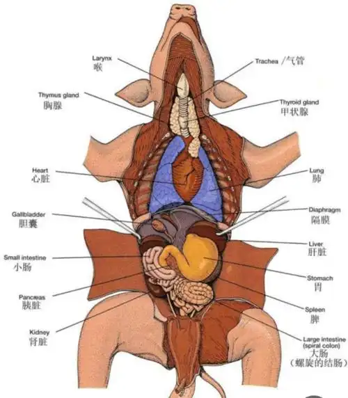 探索解剖后动物身上的秘密