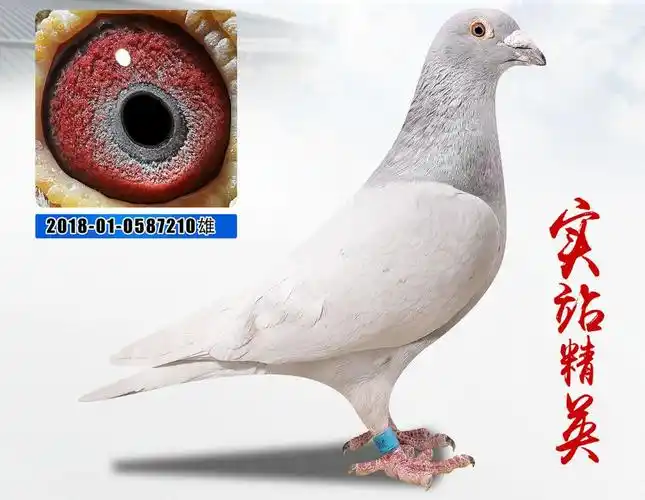 信鸽在线拍卖平台 - 中国信鸽信息网