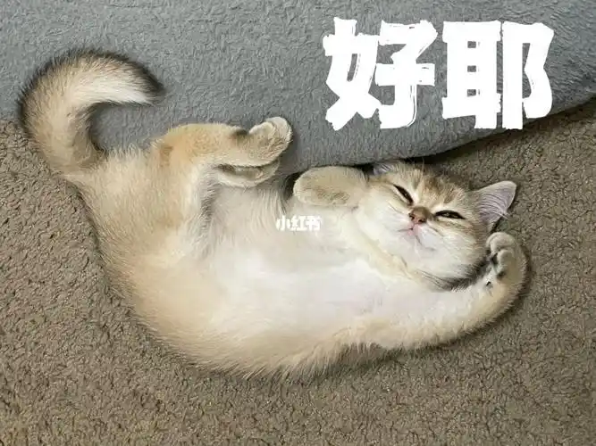 可可爱爱表情包#金渐层  #猫咪  #表情包  #猫猫表情包  #可爱