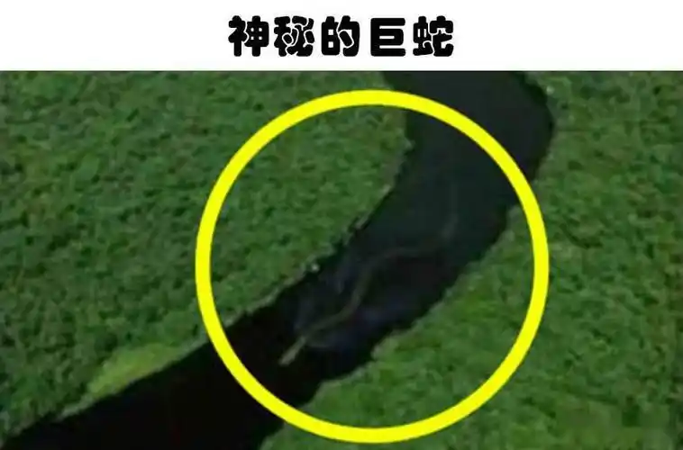 通过地图软件世界各地的人们找到5个可疑的奇怪生物