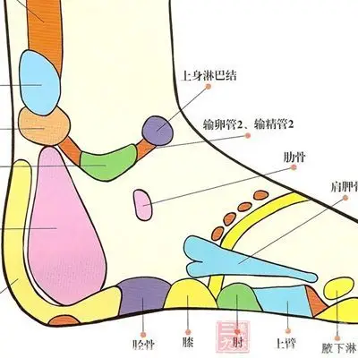 足外侧反射区