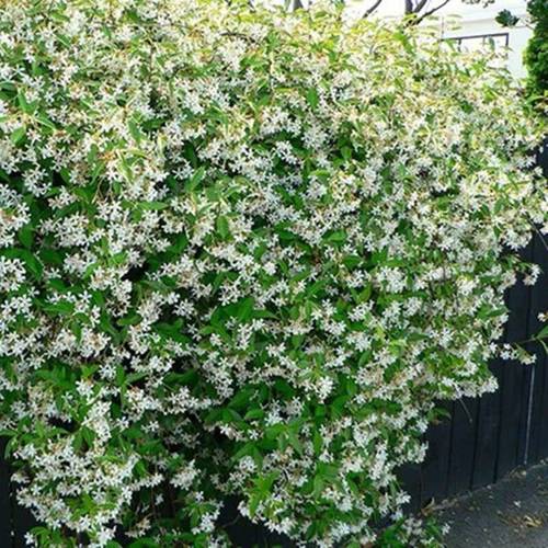 风车茉莉花苗爬藤植物庭院阳台花卉盆栽垂丝络爬墙木本植物耐寒