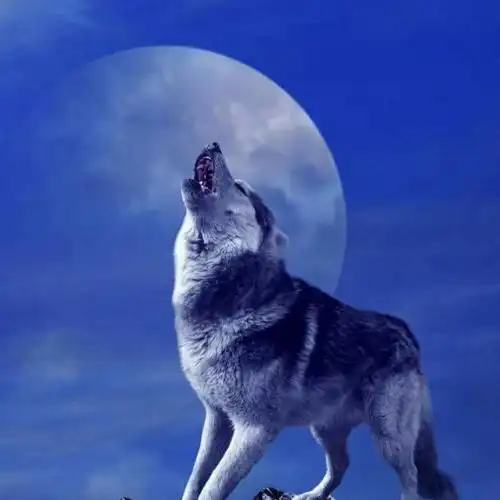 我是一匹来自北方的狼【印象声音】