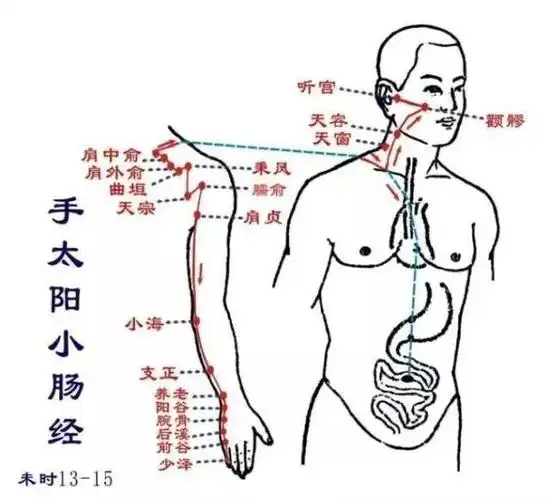 未时(13 点至15 点) :小肠经最旺.
