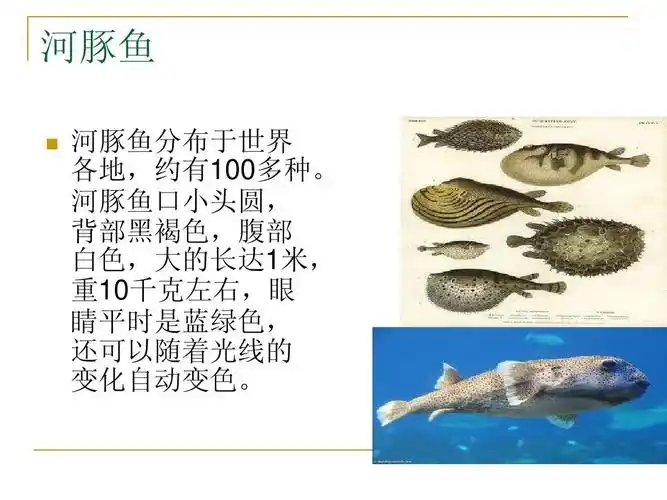 河豚鱼中毒的护理ppt