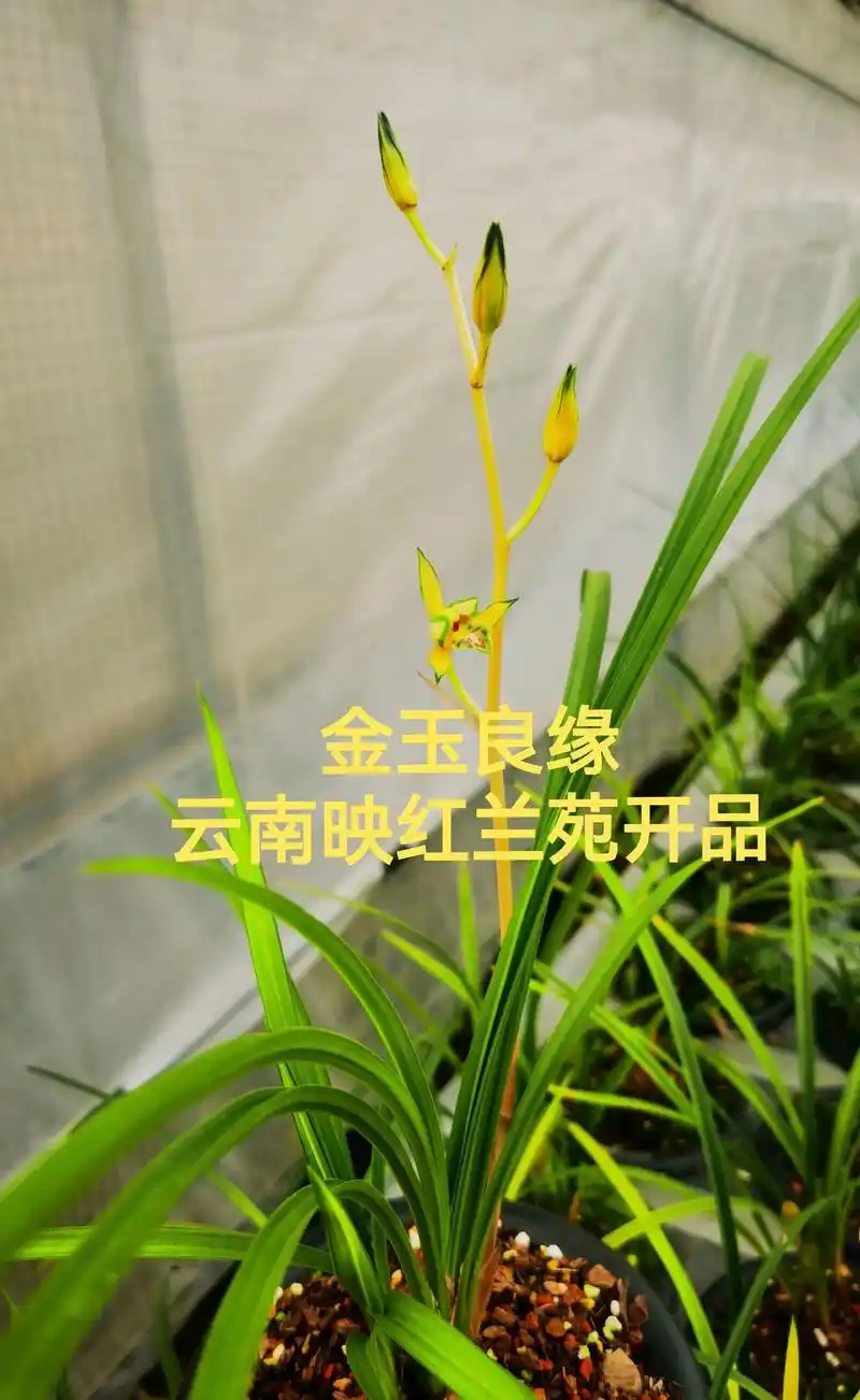 金玉良缘:送春先明中透艺,唯一的黄中透花,2023年第三次在 - 抖音