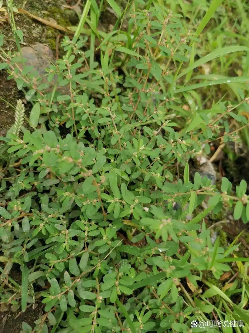 下火药之奶浆草 奶里奶气的奶浆草,娇小可爱,随处可见