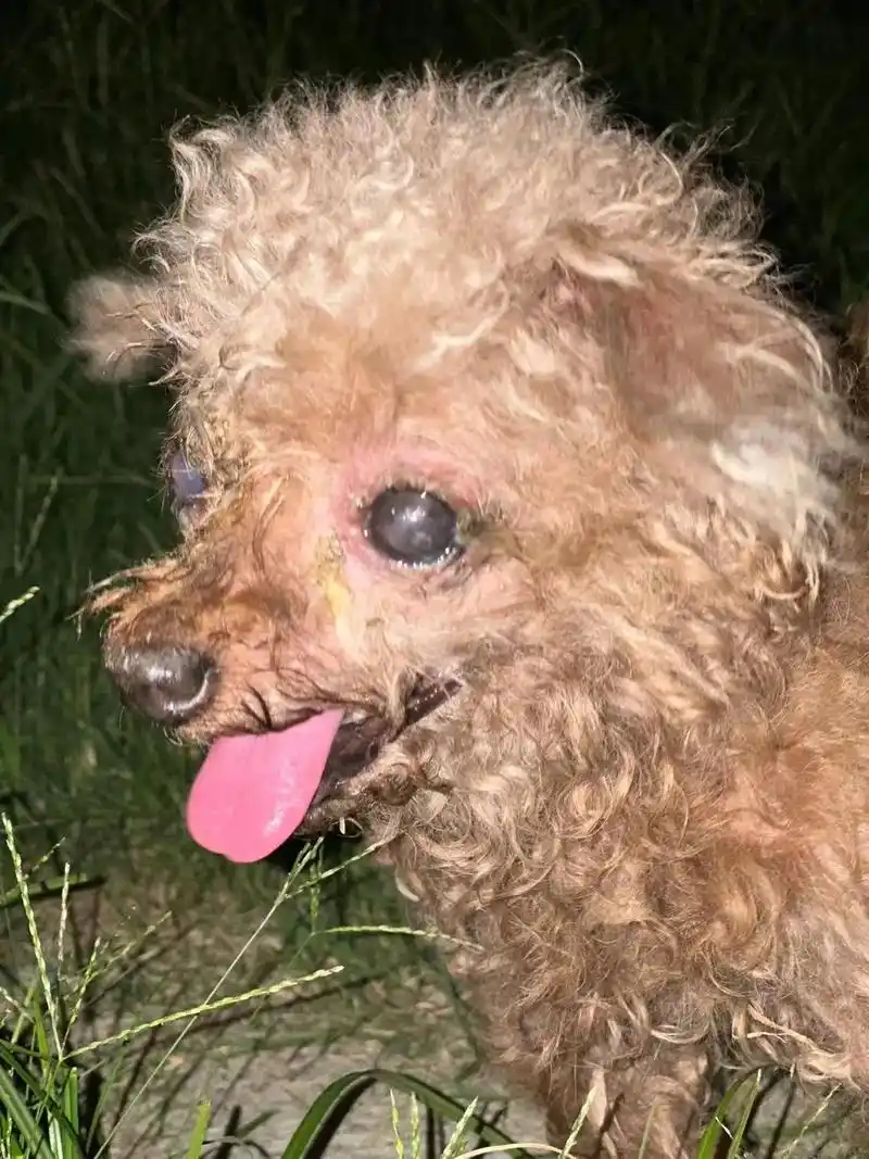 救救流浪狗.朋友路上看见一只小狗,眼睛看不见,肚子有瘤,有没 - 抖音