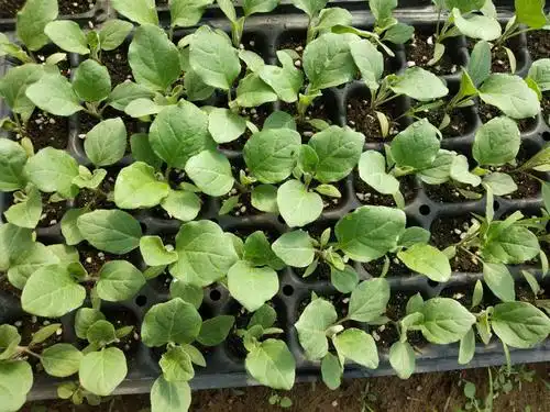 普通秋葵苗 各种蔬菜瓜果种苗