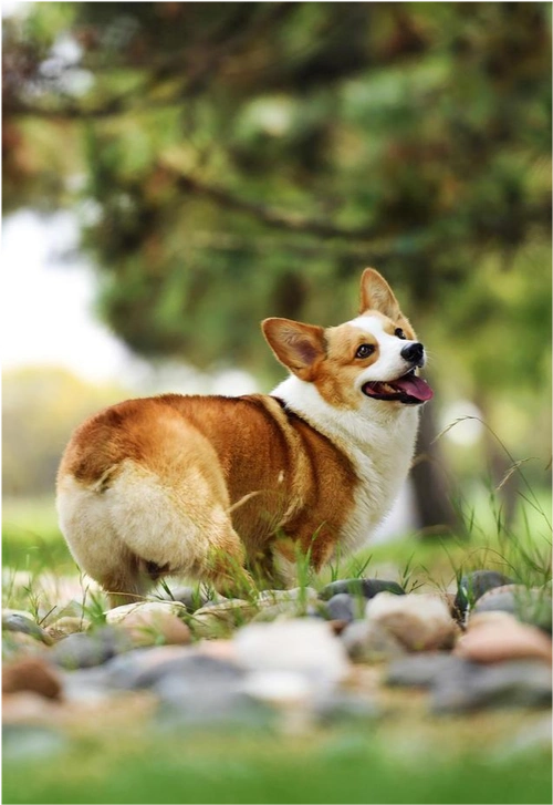 怎么挑选柯基幼犬,挑选柯基幼犬的时候,身上是深灰色绒毛的能要吗