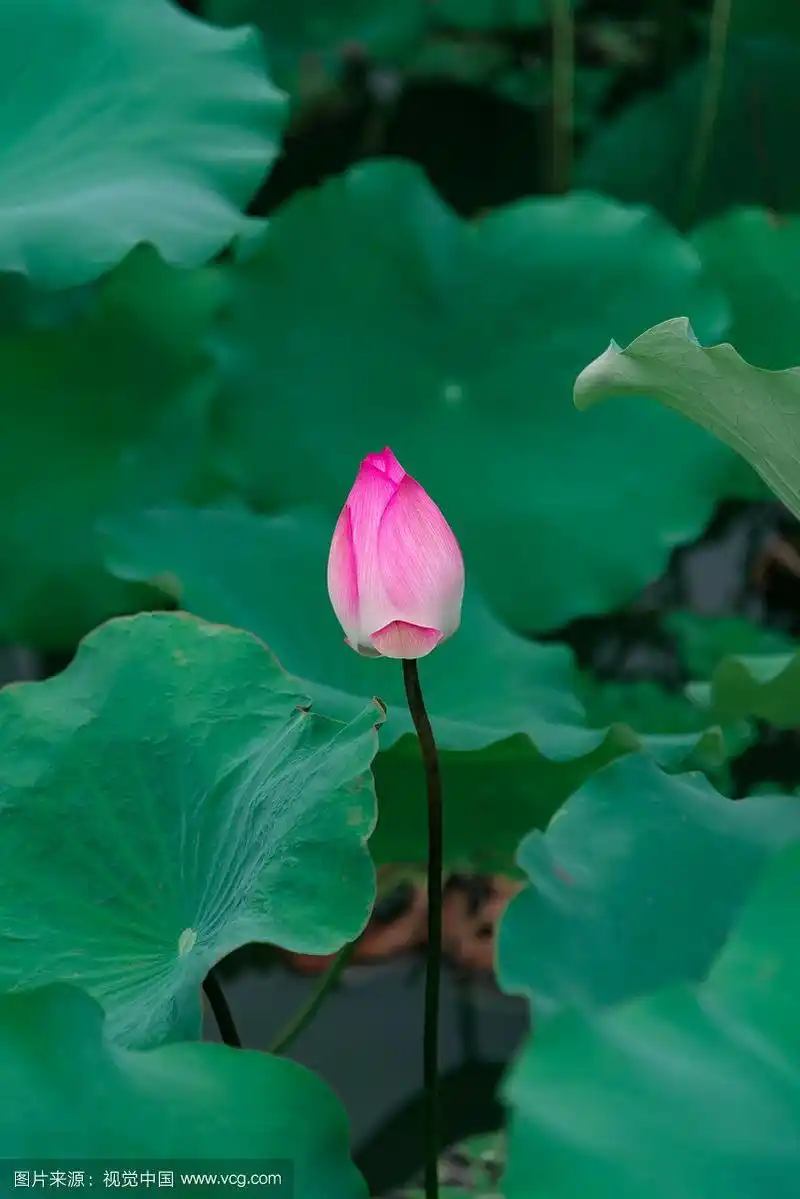 一朵含苞待放的荷花花苞