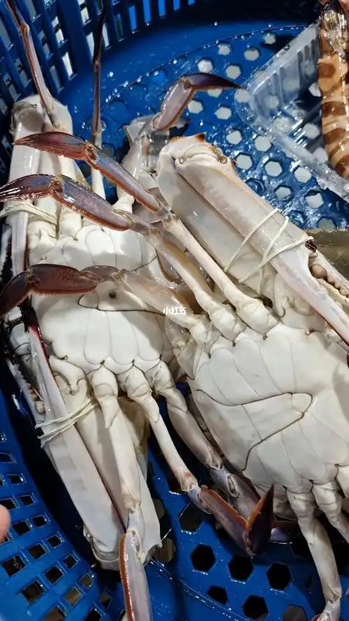 又大又白俗称大白蟹