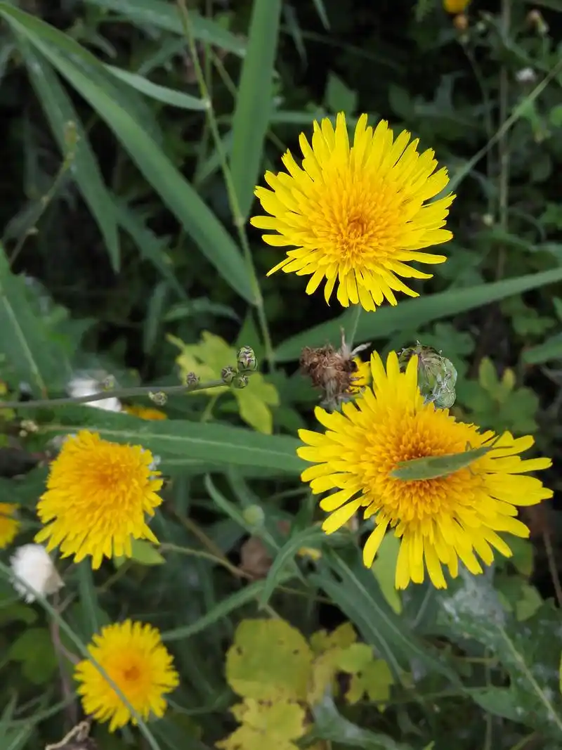 虽然苣荬菜和蒲公英一样常见,花也相似,但知道苣荬菜的人却不多