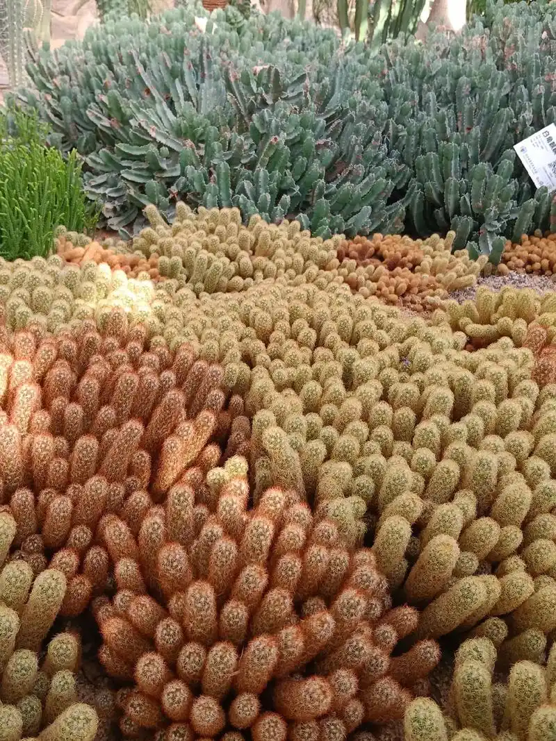 仙人掌品种大全 - 抖音