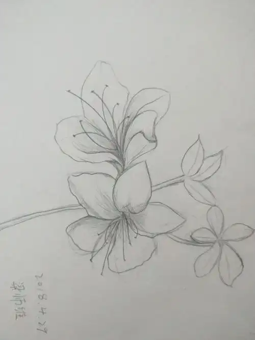 业堂画室造型部 转型组第八周作业 花卉铅笔画