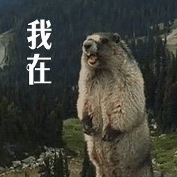 我在(土拨鼠咆哮)