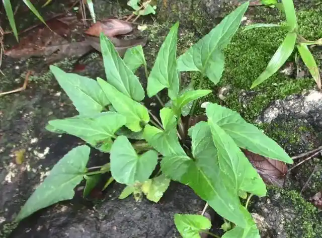 三角草的功效与作用-我的快乐小窝