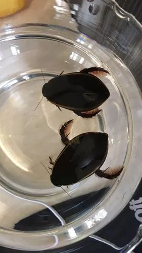 前   最佳答案 龙虱龙虱, 俗名水鳖,别名泽劳,黑壳虫,水龟子,水鳖虫